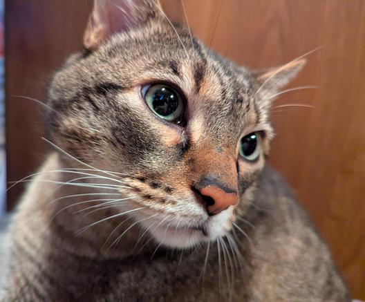 Waffles the three-legged, chonky, tabby cat, very close up on his face.