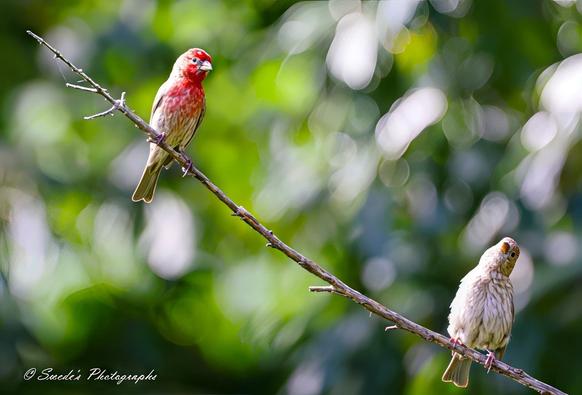 "Perched like notes on a musical staff, the house finch couple rests along a slender, diagonally arching branch, suspended against a lush backdrop of mottled green leaves and sunlight. The male, perched above, wears a vibrant crown and chest of rosy red, feathers flecked like watercolor against his mottled brown wings and streaked flanks. Below him, the female balances in quiet contrast—her plumage soft and earthy, cloaked in warm browns and gentle stripes, her gaze turned upward toward her mate.

The scene is intimate, almost whispered—filtered through a soft lens that bathes the pair in a peaceful glow, as if the world has hushed around their shared stillness. The background fades into a velvety blur, so nothing distracts from their quiet companionship on this fragile perch." - Copilot