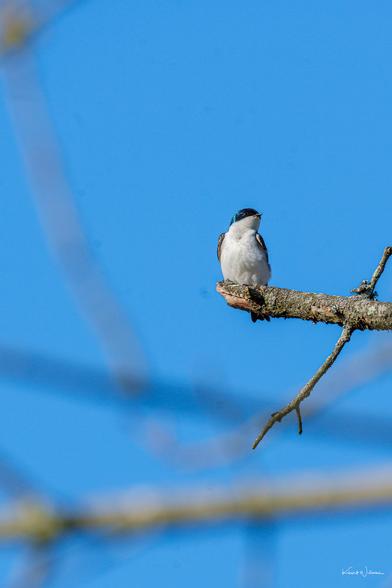 Tree Swallow perched on a bare branch against a clear blue sky in early spring at Princeton’s Institute Woods.