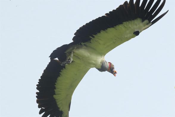 A low-flying vulture is bursting out of the frame with the "fingers" of its long wings mostly out of the frame. This beautiful vulture has white underparts with a thick black "rim" as well as a black and red face complete with a bright eye. This is an adult King Vulture. Osa Peninsula, Costa Rica. Photo by Peachfront.