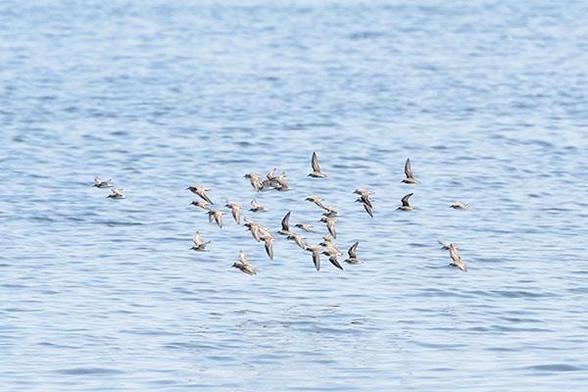 There are 35 birds flying over the water.