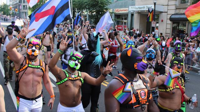A large group of folks marching along 14th street in the District of Columbia, with fenced-off supportive onlookers filling the sidewalks. With the exception of the pony (me) mid-frame in full-body black tack (save for my hood's ice blue mane), the rest of the group members are generally shirtless and dressed in a variety of colorful mostly-neoprene pup hoods and chest harnesses. A number of different pride flags (Intersex Progress, Pup Play, Trans, etc.) of varying sizes are also visible. Many pups are waving or showing peace signs; the pony has a forehoof raised in friendly greeting. The mood is celebratory and joyful. :-)