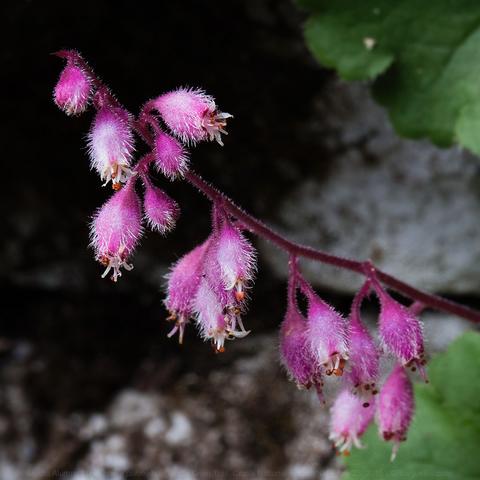 Close up photo of 15 fuzzy, bulbous, pink and white blossoms; dark and gray background with a few green leaves.
©BosqueBill.com
