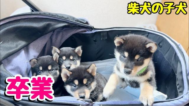 【柴犬 子犬】ついに卒業の時を迎えた子犬たち＆season 7最新情報