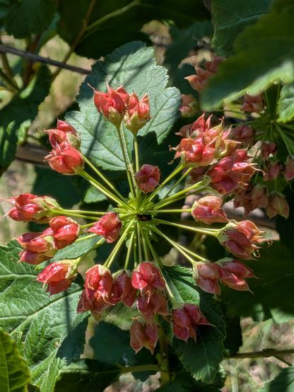 bloom of a ninebark plant. It's a cluster of red flours, all emanating from a central point.