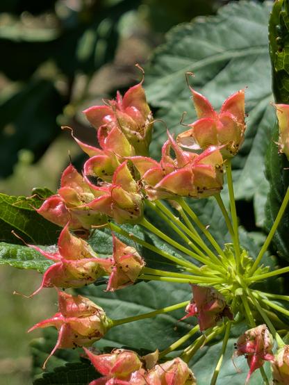 close up of the ninebark flowers