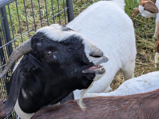 the billy goat has thoughts about the current world situation and they make him curl his lips in disdain