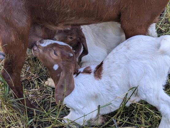 two baby goats in milk bliss as they nurse