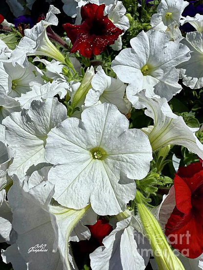 White Summer Petunias