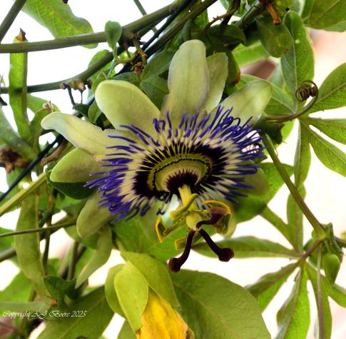 They are mostly tendril-bearing vines, with some being shrubs or trees. They can be woody or herbaceous

Passion flowers produce regular and usually showy flowers with a distinctive corona. There can be as many as eight concentric coronal series, as in the case of P. xiikzodz and Passiflora alata. The hallmark of the genus is the androgynophore, a central column to which the stamens and pistil are attached, which can be very long in some species such as Passiflora coactilis. The flower is pentamerous (except for a few Southeast Asian species) and ripens into an indehiscent fruit with numerous seeds.

The fruit ranges from 5–20 centimetres (2–8 in) long and 2.5–5 cm (1–2 in) across, depending upon the species or cultivar