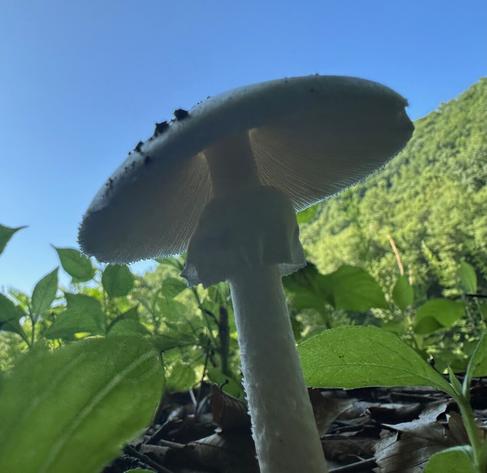 A pure white, gilled mushroom with a veil is photographed with a background of a green, Appalachian hillside and blue skies.
