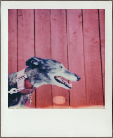Polaroid, pretty blurry, of Taylor the greyhound’s head in the lower left, mouth open in the grin of a dog who fooled us into going the route she wanted, against a red fence.