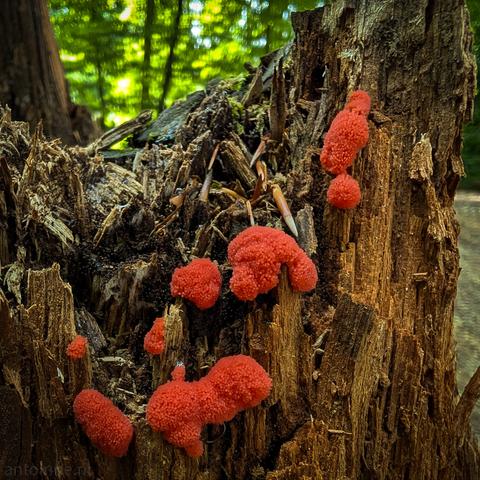 A cluster of vibrant, reddish-pink, globular organisms growing on a weathered tree stump. The organisms vary in size, with some appearing as small, individual spheres and others forming larger, more irregular masses. Their texture appears somewhat granular or bubbly. The tree stump itself is rough and textured, with visible wood grain and splintered sections, indicating its age and decomposition.
