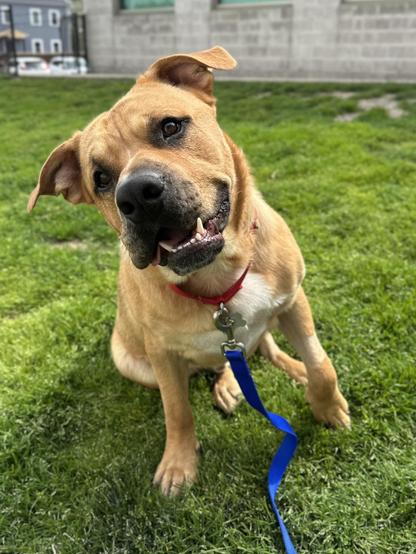 Alex, a labrador retriever chinese sharpei mix, sits outside the boston adoption center on green grass and looks at the camera. his head is tilted the the left playfully and his mouth is open in a smile. he's mostly tan with white on his chest and black around his eyes and nose. he has floppy ears.