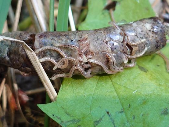 Photo of a dead slow worm infested by small millipedes.