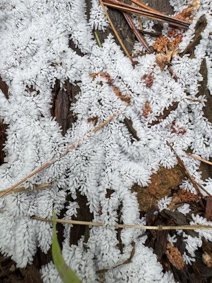 A decaying log covered in some kind of white fungus. They look like a combination of hoarfrost and tiny ant eggs.