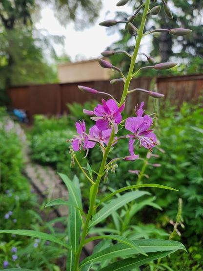 Pink flowers, with 3 petals and 3 long pink seals, are open. They are loosely packed on a long stem. The background is out of focus but contains a brick path  more greenery and a wooden fence.