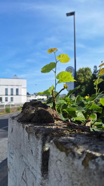 Das Bild zeigt eine junge Pflanze, die aus einem alten, verwitterten Mauerwerk wächst. Der Hintergrund ist unscharf, zeigt einen blauen Himmel, einen Straßenlaternenmast und ein Gebäude im Hintergrund. Die Pflanze steht im Vordergrund und ist scharf abgebildet, während der Rest des Bildes unscharf ist.  Der Fokus liegt auf dem Kontrast zwischen dem jungen Leben der Pflanze und dem Verfall der Mauer.