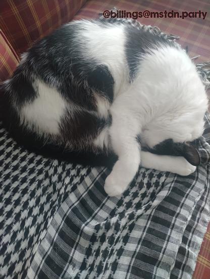 The image shows a black and white cat sleeping on a couch. The cat is curled up, with its head resting on its front paws, and its eyes are closed. The cat's fur is predominantly white with large black patches, including a distinctive black patch over its left eye. The cat is lying on a black and white kuffieh, which is placed on a red and yellow plaid couch. The cat's body is mostly white, with black fur on its back, tail, and ears. The cat's front paws are white, and its back paws are black. The image also includes a text overlay in the top right corner that reads "[@]billings[@]mstdn.party."