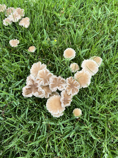A cluster of small beige and brown mushrooms with white smooth or curled edges amidst green grass