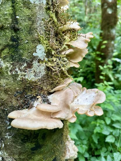 A cluster of pale polypores (shelf mushrooms) stick off the side of a tree trunk that also has some moss and lichen.