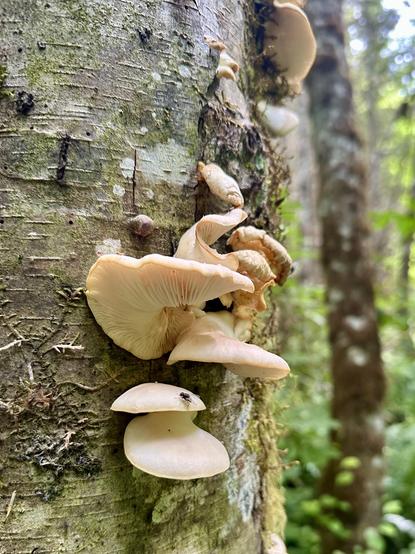 More polypores on the same tree, they have a delicate looking smooth flesh with a frilly underside.