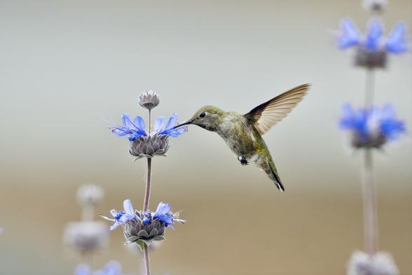 A Anna’s hummingbird feeding on purple sage flowers with a blurred background