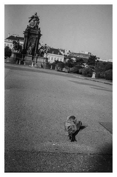 Black and white photograph of the public square inbetween the Kunsthistorisches and the Naturhistorisches Museum with the statue of Maria Theresia in the background. In the foreground, a bouquet of roses wrapped in cellophane lies on the pavement. The Statue and the Buildings in the background are slightly tilted due to the diagonal camera angle.
