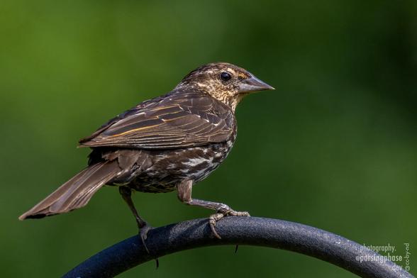 Close-up shot of a brown songbird perched on a feeder pole, seen in profile. The breast is flecked with white, and the face has cream patterning. A slight glint of light catches the dark brown eye.