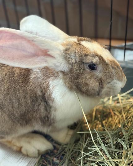 A large white and brown rabbit sitting beside a pile of hay