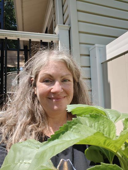 Giant sunflower leaves hitting at chin height next to me