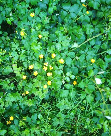 some flowers growing in shade under a tree.
