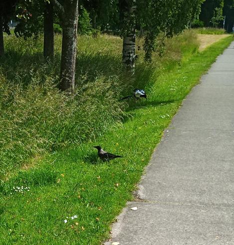 crow arrives for stashed food while a magpie drops in to see if they can grab something.