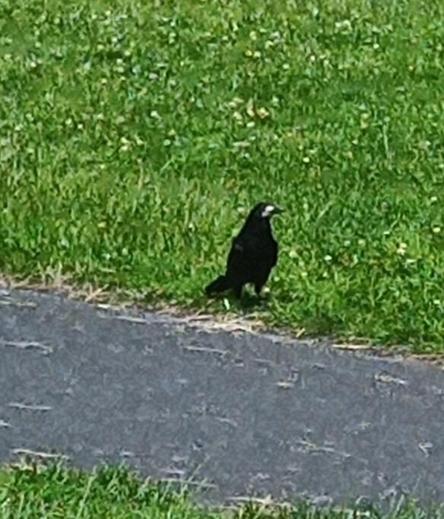 rook waits at a distance for me to leave food.