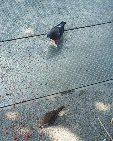 pigeon and starling arrive for dropped food.