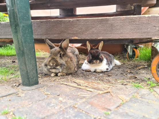 A brown Lionhead rabbit and mixed Netherland Dwarf relaxing underneath a bench on a gravel driveway