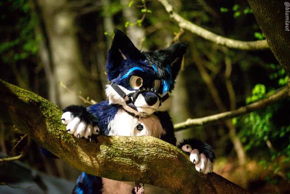 A half-body shot of a fursuiter standing behind a big branch of a tree. He placed both of his paws on the branch, revealing his pointy claws, while looking into the camera a little bit from the side. The background shows a forest by night and its various trees.