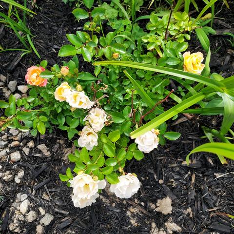 white mini-roses