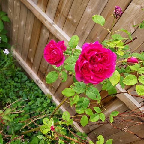 two deep pink roses on the plant. 2 or 3 rosebuds seen in the background