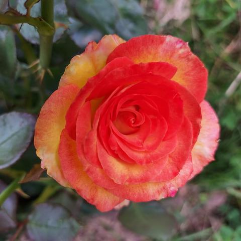 orange rose with what looks like yellow tie-dye