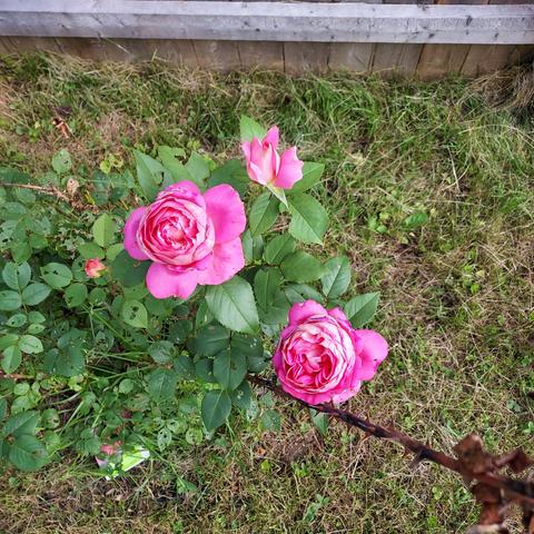 3 pink roses on the bush