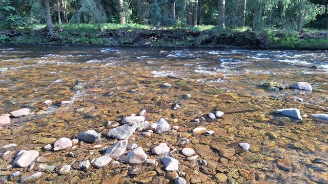 River Otava with forest in the background. Golden-brown water.