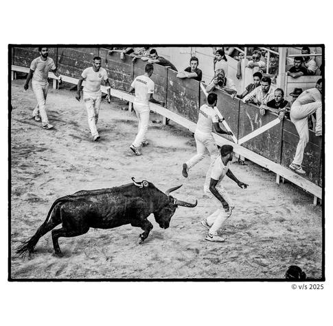 Nicht blutuger Stierkampf in Arles