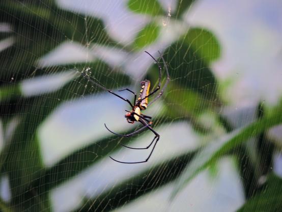 Auf dem Bild ist eine auffällig gemusterte Spinne mit langen, dünnen Beinen zu sehen, die zentral in einem fein gesponnenen Netz sitzt. Der Körper der Spinne zeigt gelbe und schwarze Zeichnungen. Im Hintergrund sind verschwommene grüne Blätter sowie ein blauer Himmel erkennbar.