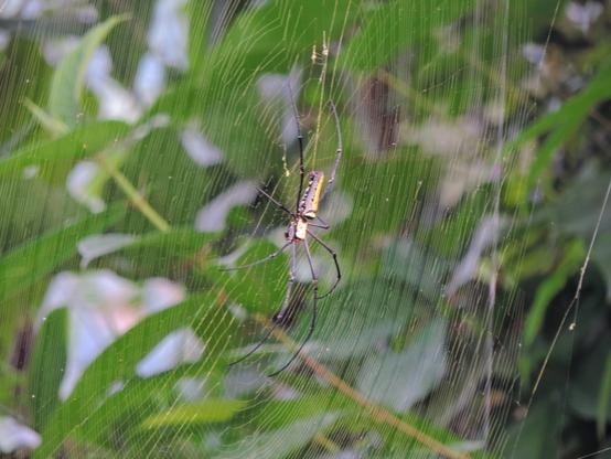 Auf dem Bild ist eine auffällig gemusterte Spinne mit langen, dünnen Beinen zu sehen, die zentral in einem fein gesponnenen Netz sitzt. Der Körper der Spinne zeigt gelbe und schwarze Zeichnungen. Im Hintergrund sind verschwommene grüne Blätter sowie ein blauer Himmel erkennbar.