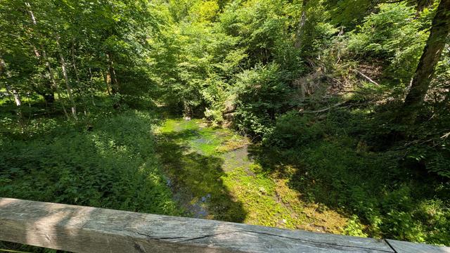 Von einer Brücke aus wurde die Hasenbachquelle fotografiert. Das Wasser ist von Buschwerk umgeben. Die Quelle liegt im Wald. Die Sonne scheint auf das Wasser.