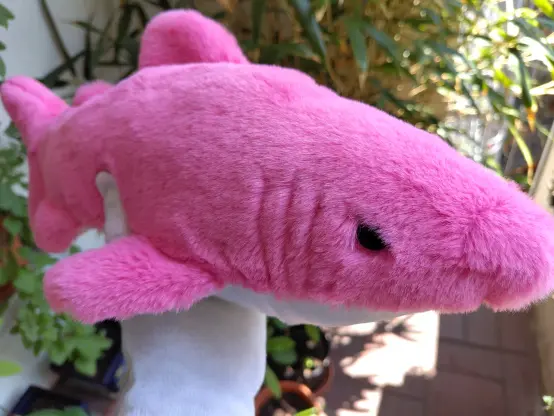 A very pink large shark plushie. Looks like they mean business.