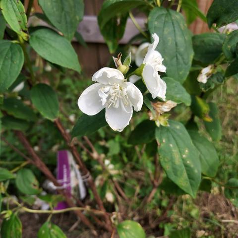"Snow White" Mock orange flower.  very sweet smelling