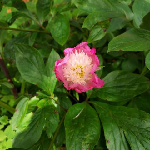 pink peony with a white center