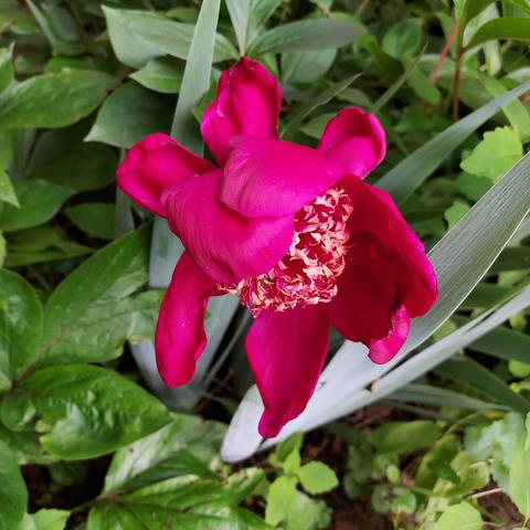 red peony with yellow center